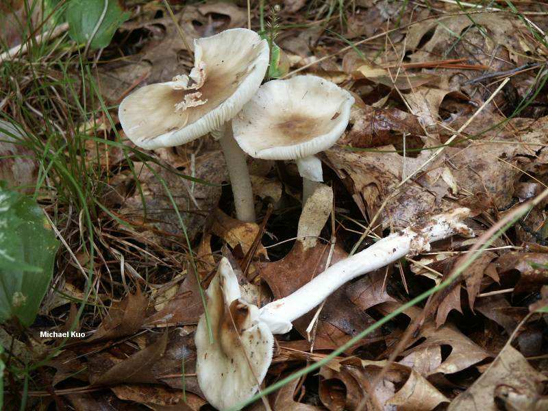 amanita_brunnescens_02big.jpg