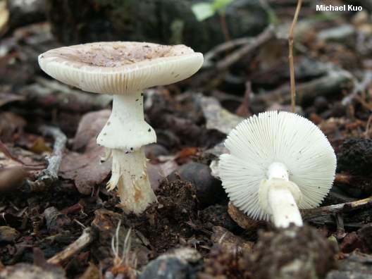 amanita_brunnescens_05.jpg