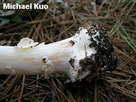 amanita_brunnescens_07_thumb.jpg