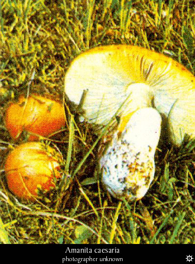 amanita_caesaria1.jpg