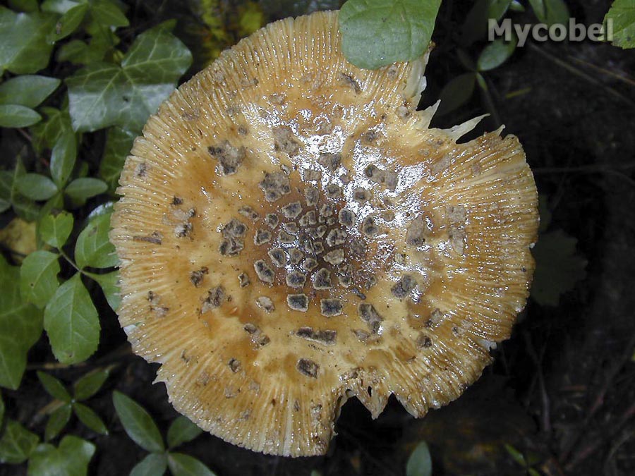 amanita_ceciliae_(yd)_3.jpg