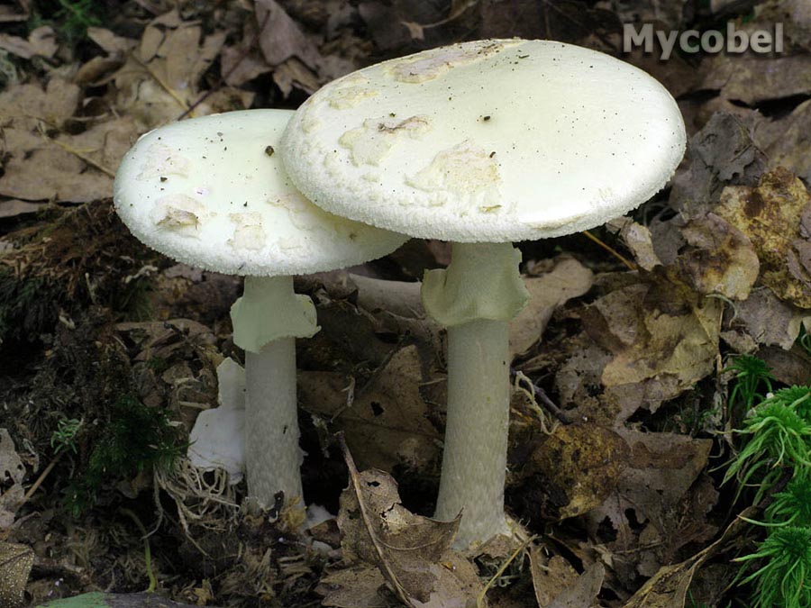 amanita_citrina_(yd)_1.jpg