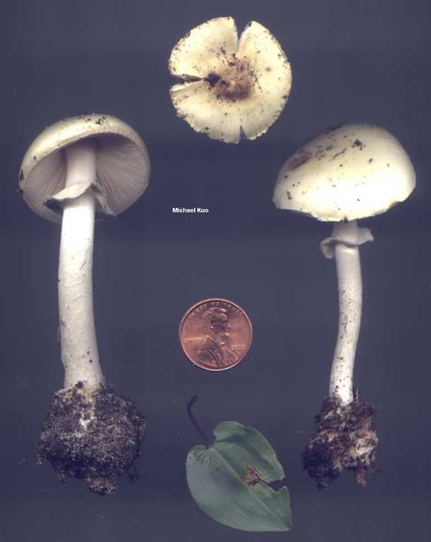 amanita_citrina_01big.jpg