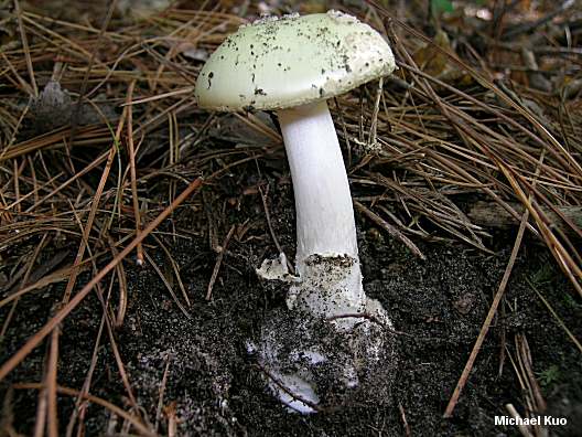 amanita_citrina_02.jpg