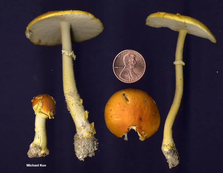 amanita_flavoconia_04big.jpg