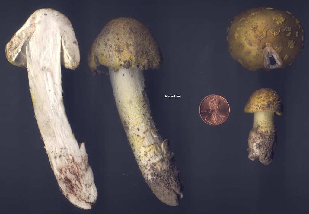 amanita_flavorubescens_01big.jpg