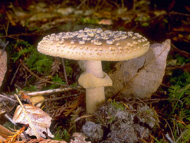 Amanita_franchetii(tfl-c3610-23).jpg