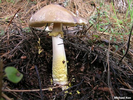 amanita_franchetii_02.jpg