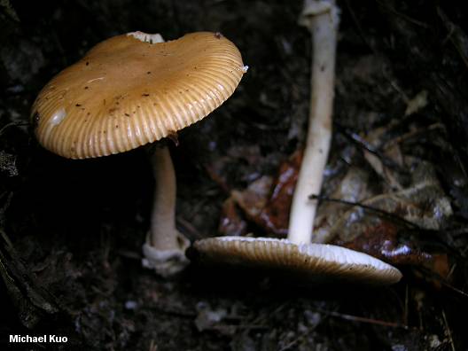 amanita_fulva_02.jpg