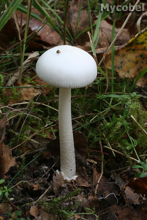 amanita_fulva_var_alba_(yd)_7072.jpg