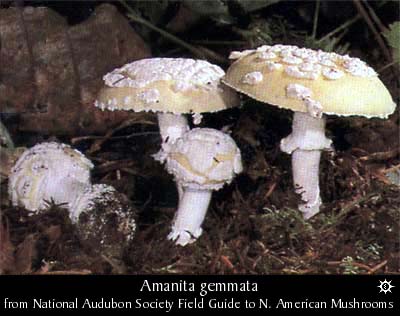 amanita_gemmata1.jpg