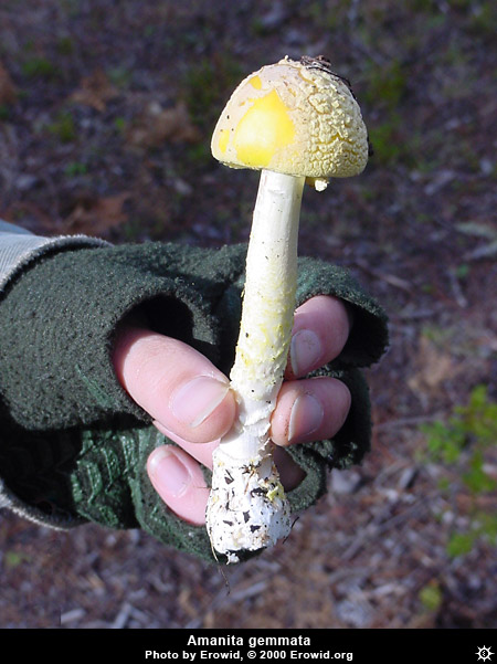 amanita_gemmata3.jpg