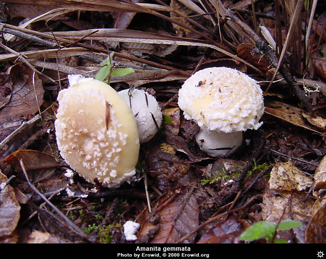 amanita_gemmata4.jpg