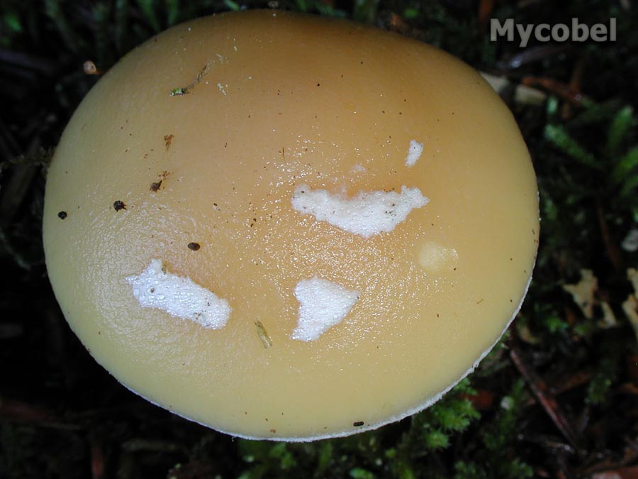 amanita_gemmata_(yd)_2.jpg