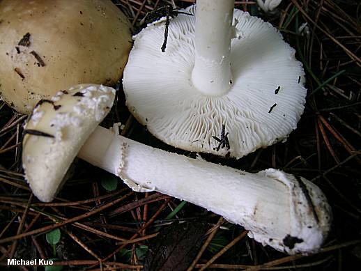 amanita_gemmata_02.jpg