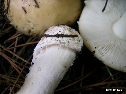 amanita_gemmata_03.jpg