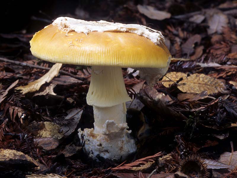 Amanita_lanei(mgw-04).jpg