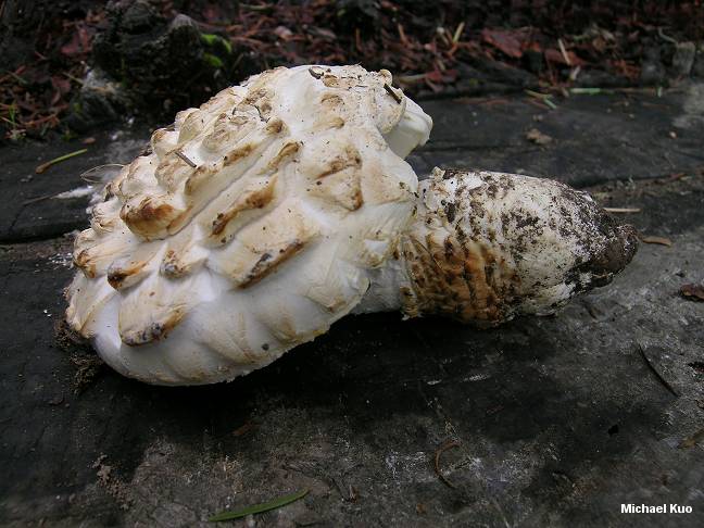 amanita_magniverrucata_01.jpg