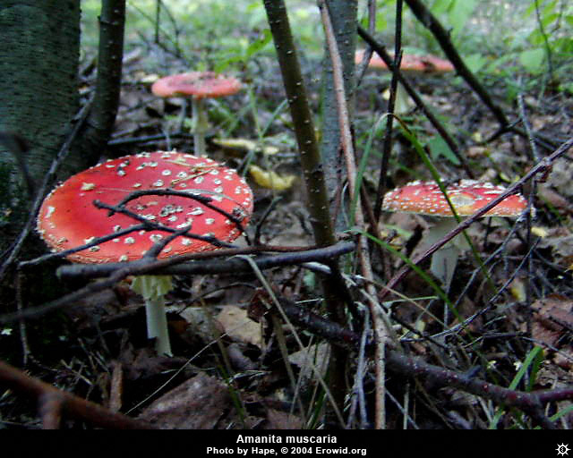 amanita_muscaria11.jpg