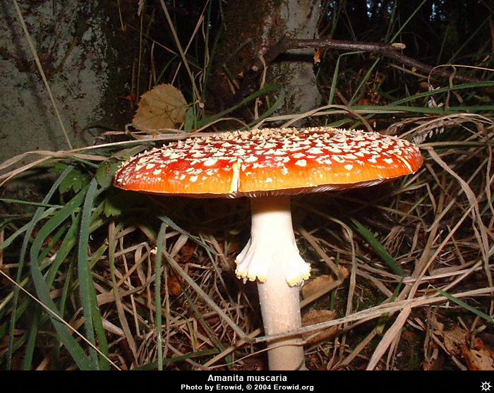 amanita_muscaria12.jpg