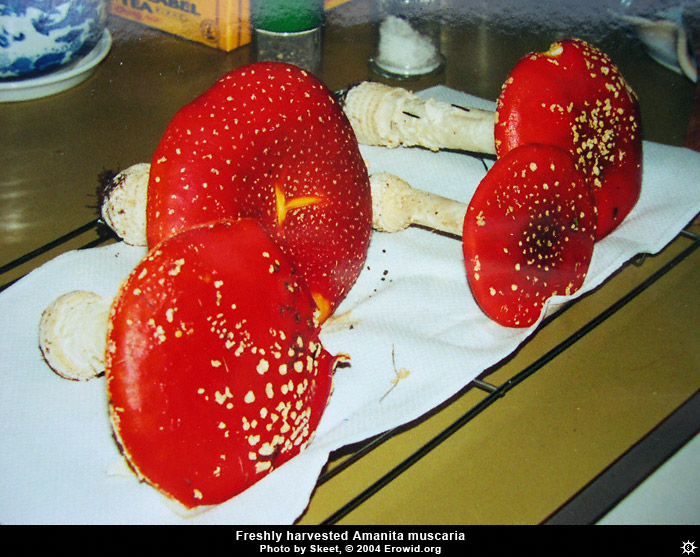 amanita_muscaria16.jpg