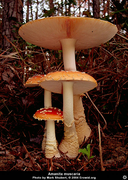 amanita_muscaria17.jpg