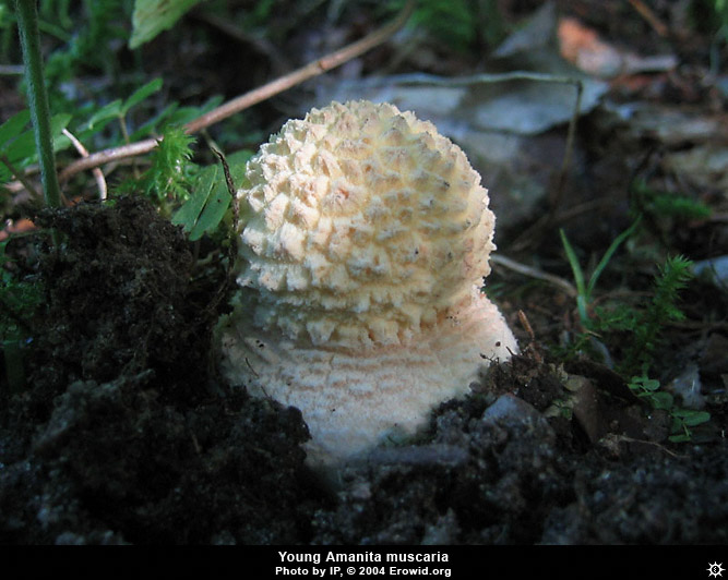 amanita_muscaria19.jpg