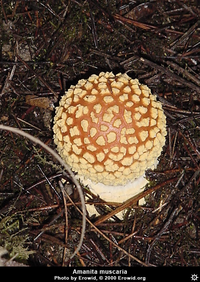 amanita_muscaria20.jpg