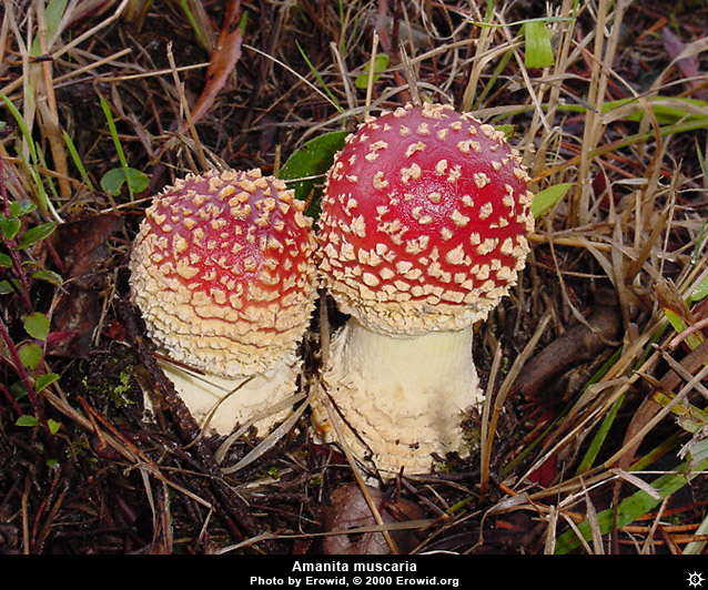 amanita_muscaria21.jpg