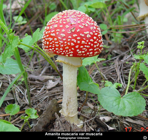 amanita_muscaria22.jpg