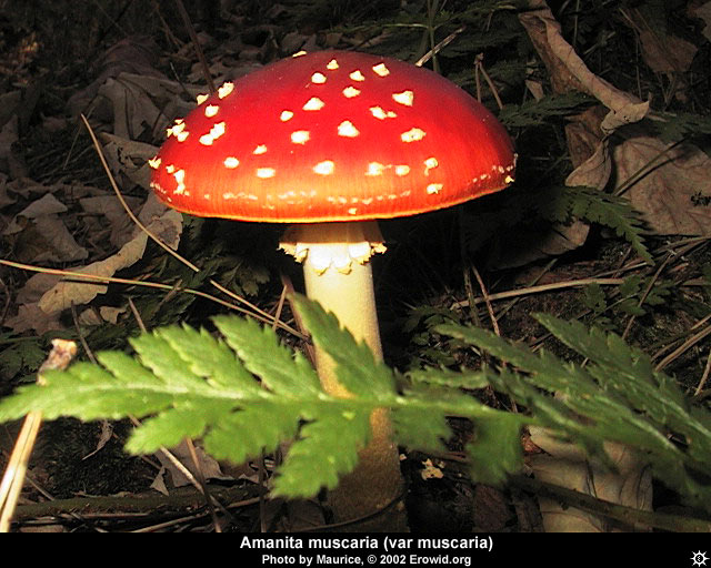 amanita_muscaria23.jpg