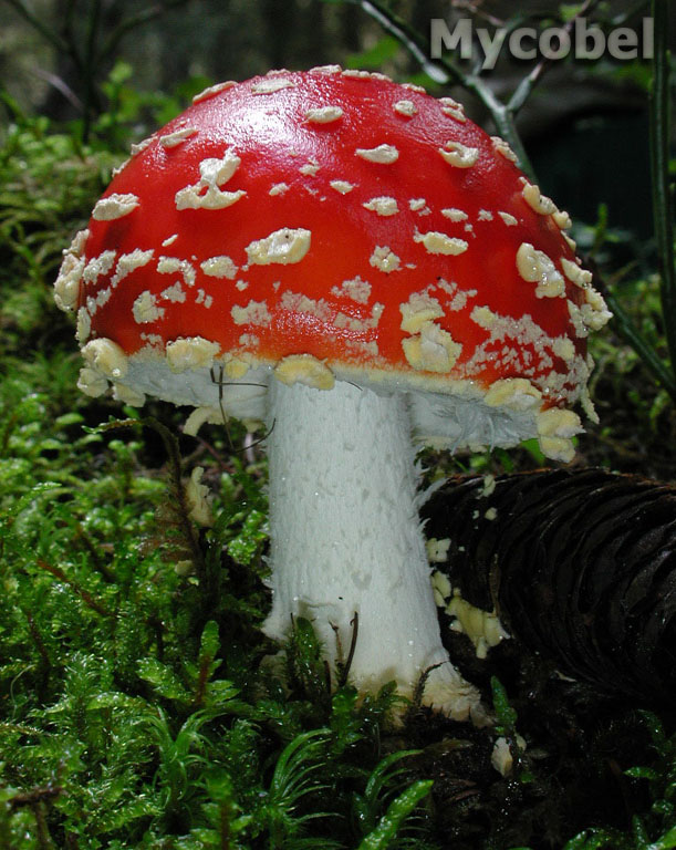 amanita_muscaria_(yd)_4.jpg