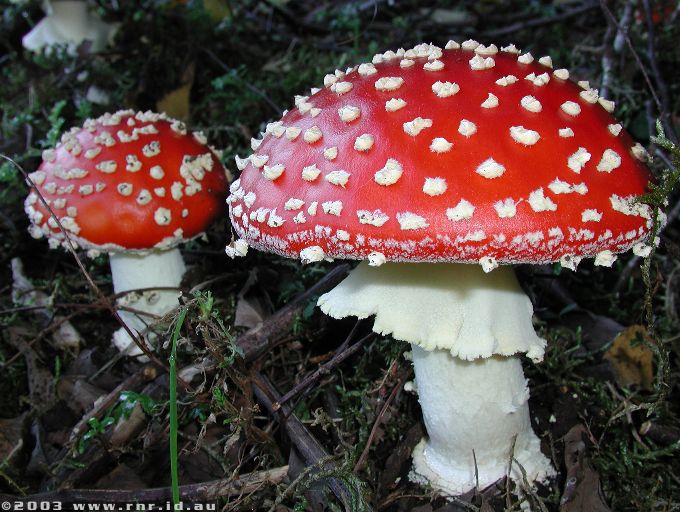 amanita_muscaria_2.jpg