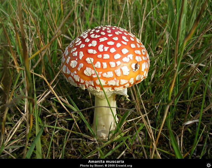 amanita_muscaria__i2005e2006_disp.jpg