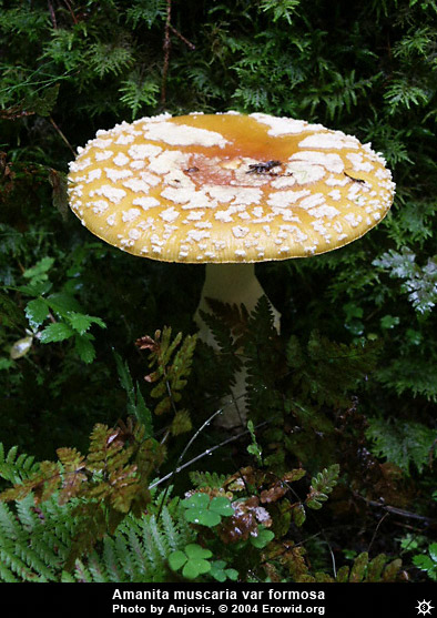 amanita_muscaria_formosa1.jpg