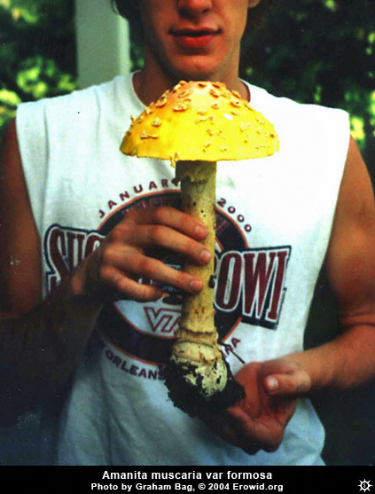 amanita_muscaria_formosa11.jpg