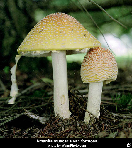 amanita_muscaria_formosa3.jpg