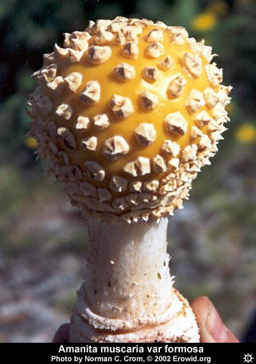 amanita_muscaria_formosa5.jpg