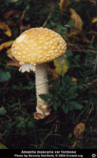 amanita_muscaria_formosa6.jpg