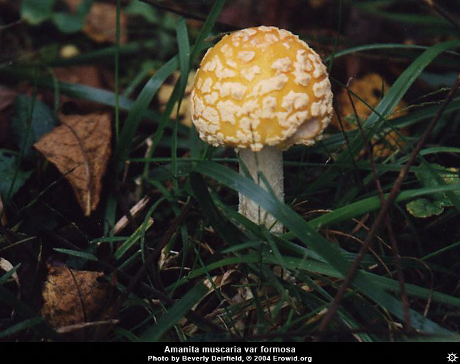 amanita_muscaria_formosa7.jpg