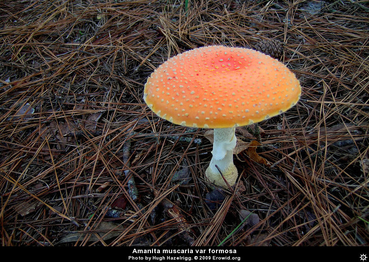 amanita_muscaria_formosa__i2004e1084_disp.jpg