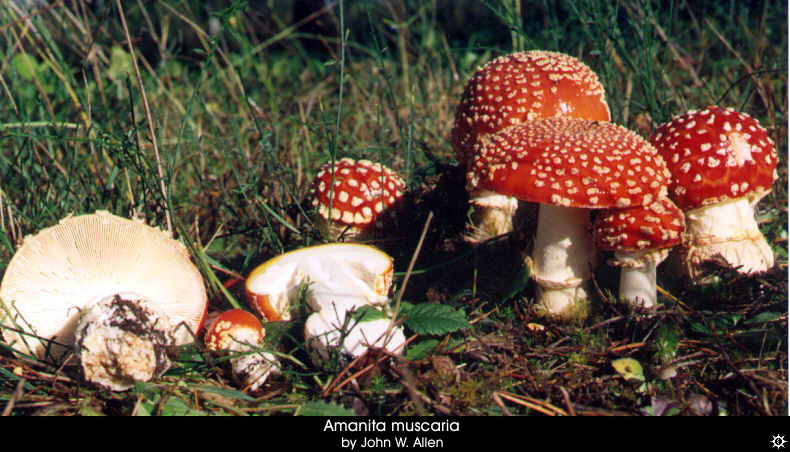 amanita_muscaria_muscaria11.jpg