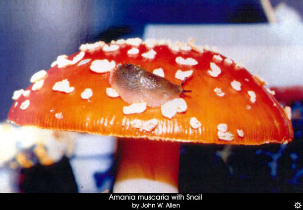 amanita_muscaria_muscaria12.jpg