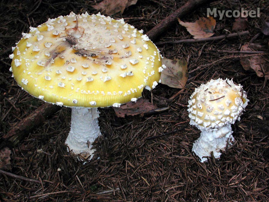 amanita_muscaria_var__formosa_fo__europaea_(yd)_1.jpg