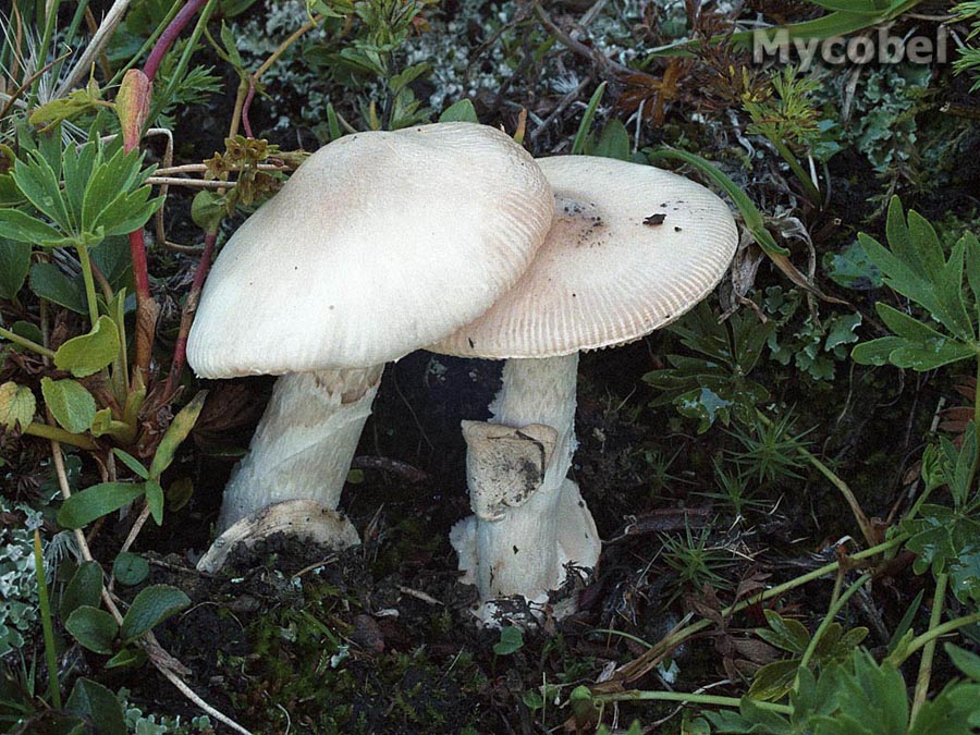 amanita_nivalis_(yd)_1.jpg