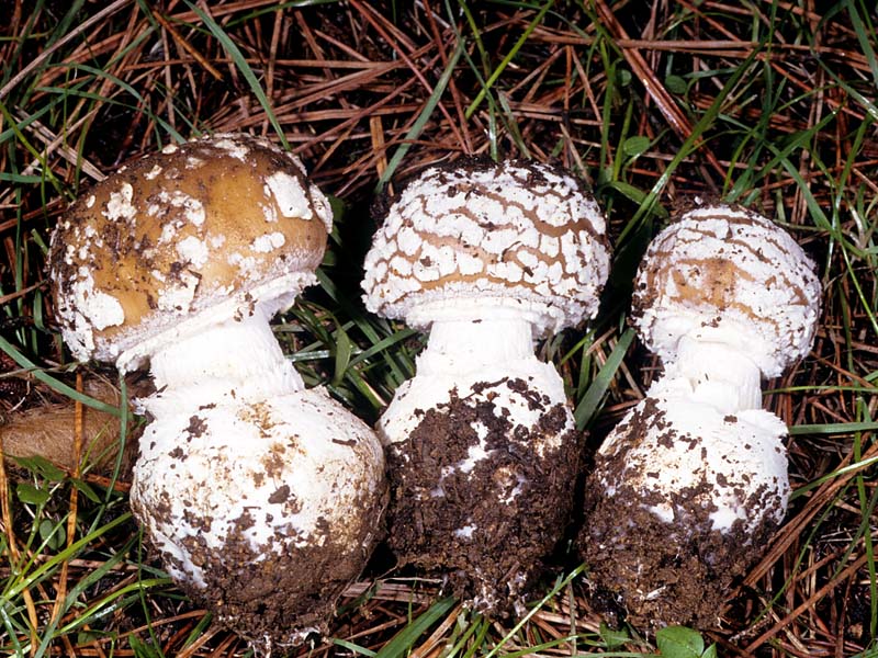 Amanita_pantherina(mgw-05).jpg