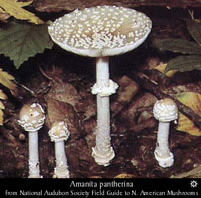 amanita_pantherina1.jpg