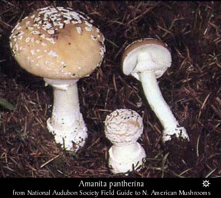 amanita_pantherina2.jpg