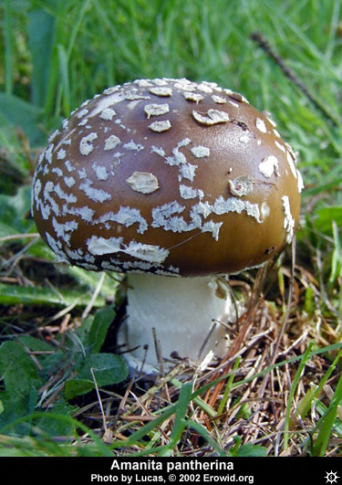 amanita_pantherina5.jpg