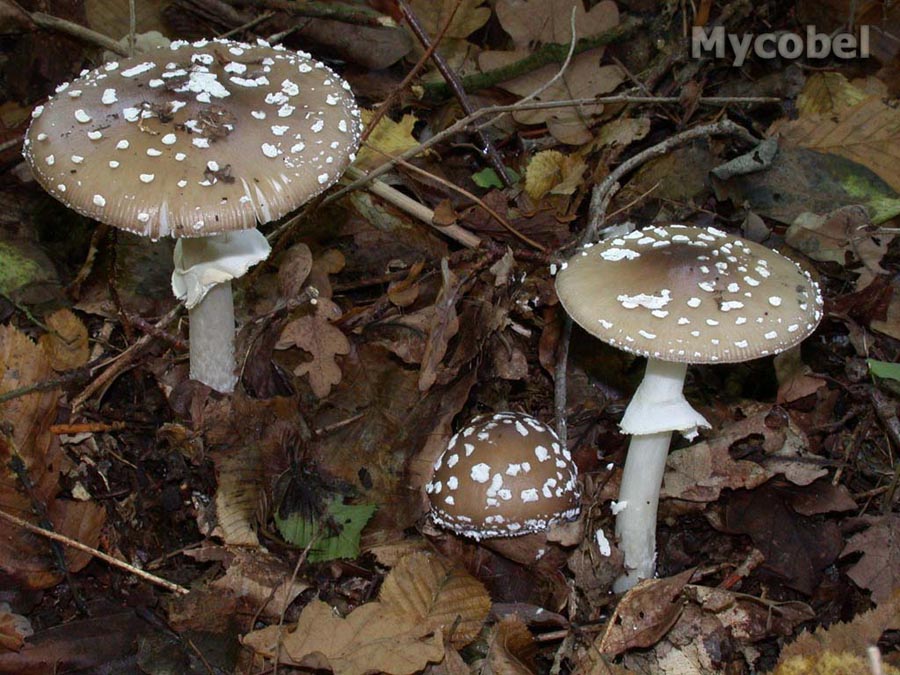 amanita_pantherina_(yd)_1.jpg